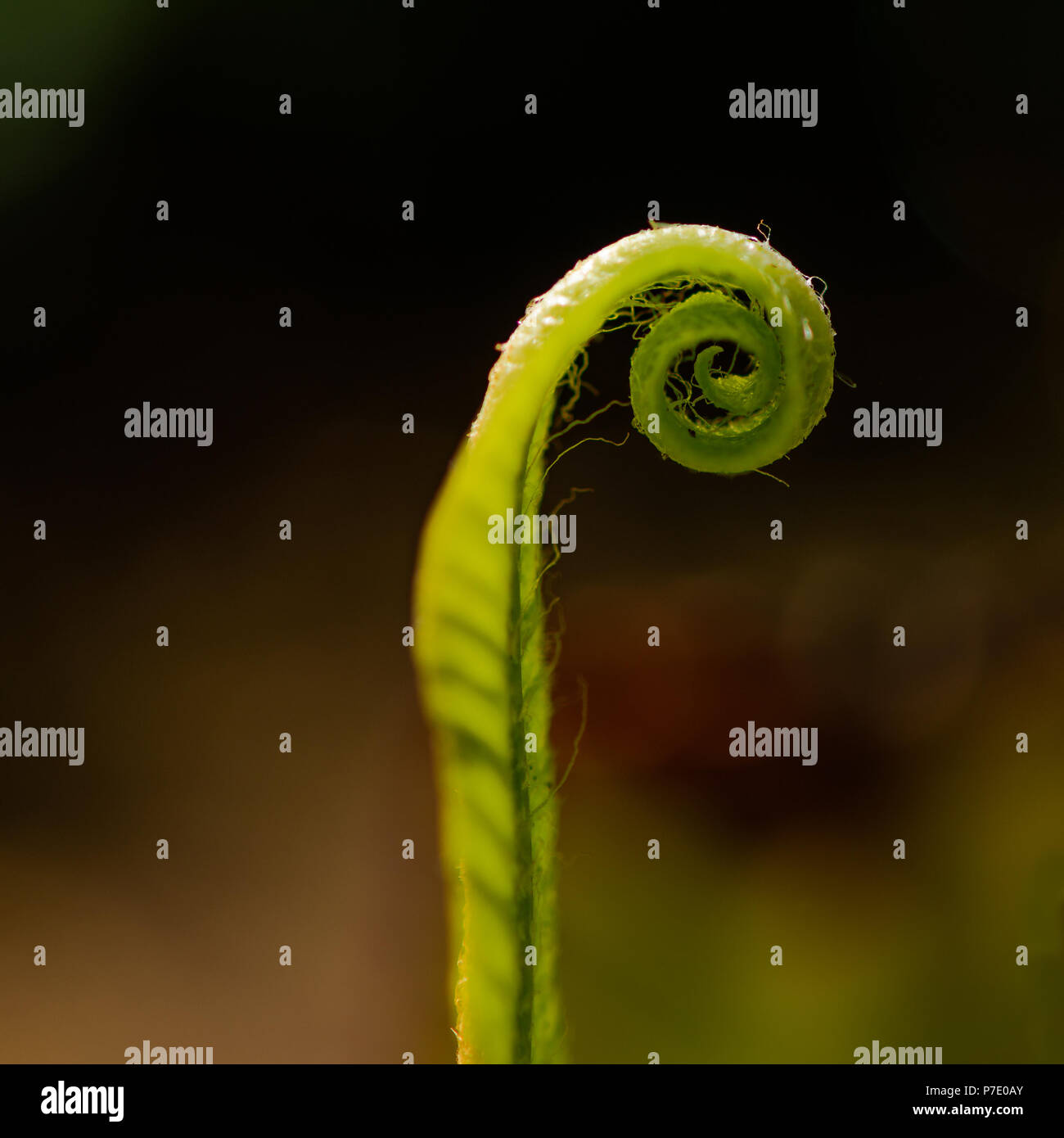 Ferns pattern hi-res stock photography and images - Alamy