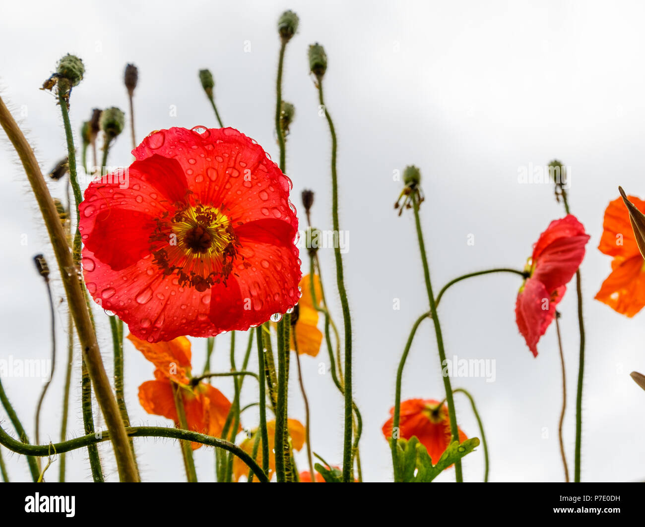 Poppies blooming in a field Stock Photo