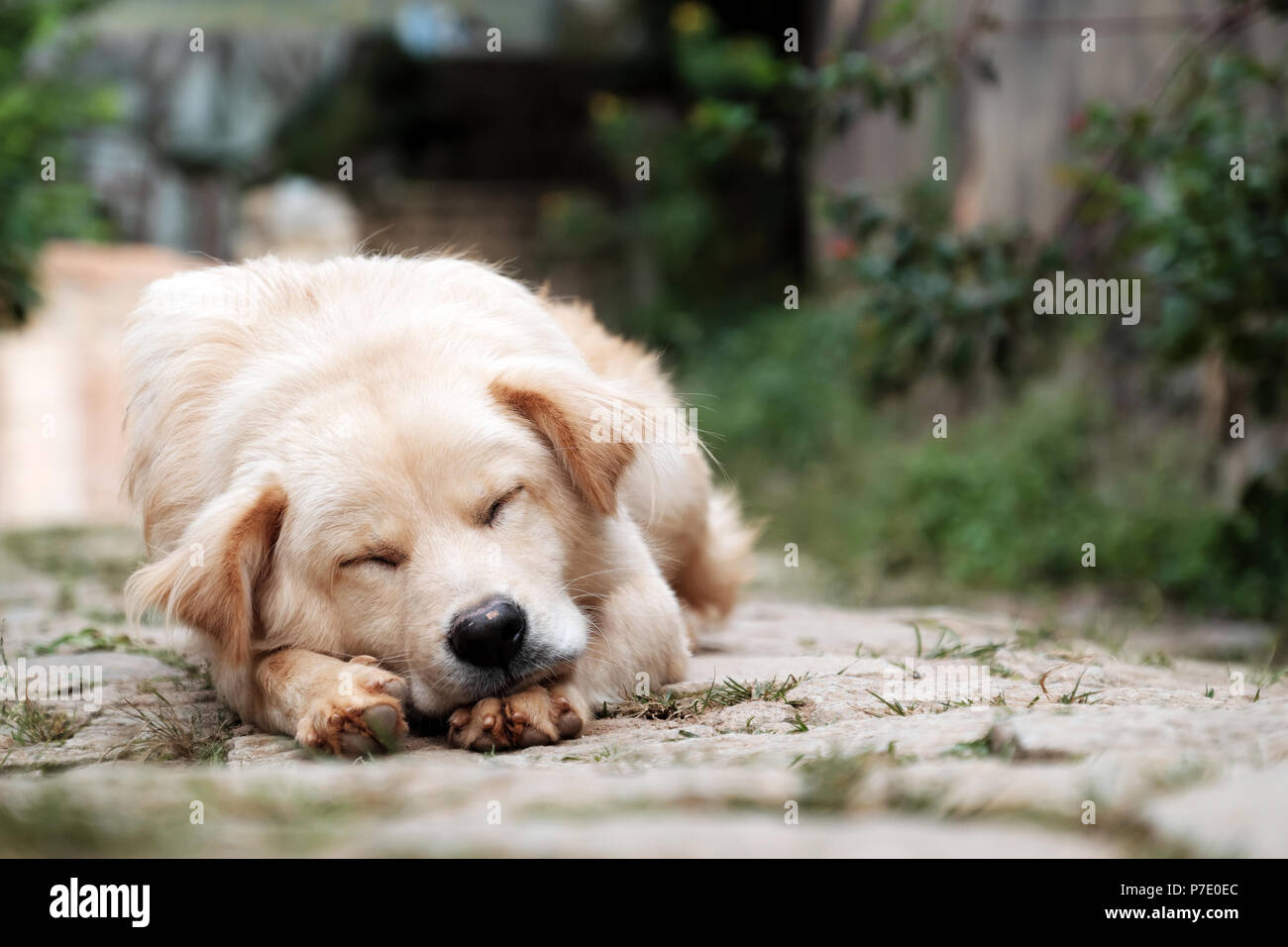 White male dog tired by sick, pet lying and sleeping oudoor Stock Photo