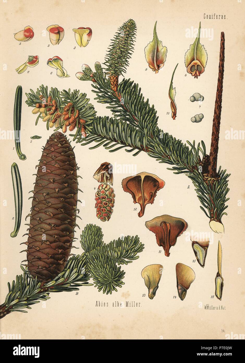 European silver fir, Abies alba. Chromolithograph after a botanical illustration by Walther Muller from Hermann Adolph Koehler's Medicinal Plants, edited by Gustav Pabst, Koehler, Germany, 1887. Stock Photo