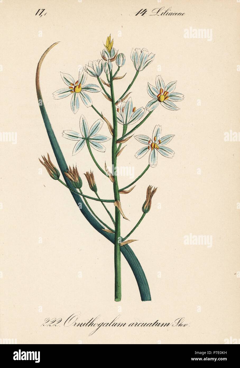 Narbonne Star-of-Bethlehem, Ornithogalum narbonense (Ornithogalum arcuatum). Handcoloured lithograph from Diederich von Schlechtendal's German Flora (Flora von Deutschland), Jena, 1871. Stock Photo