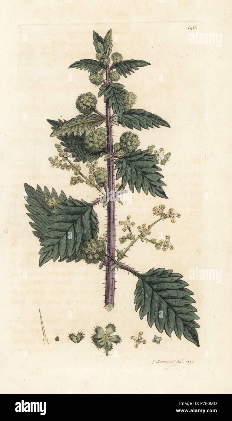 Roman nettle, Urtica pilulifera. Handcoloured copperplate engraving by James Sowerby from James Smith's English Botany, London, 1793. Stock Photo