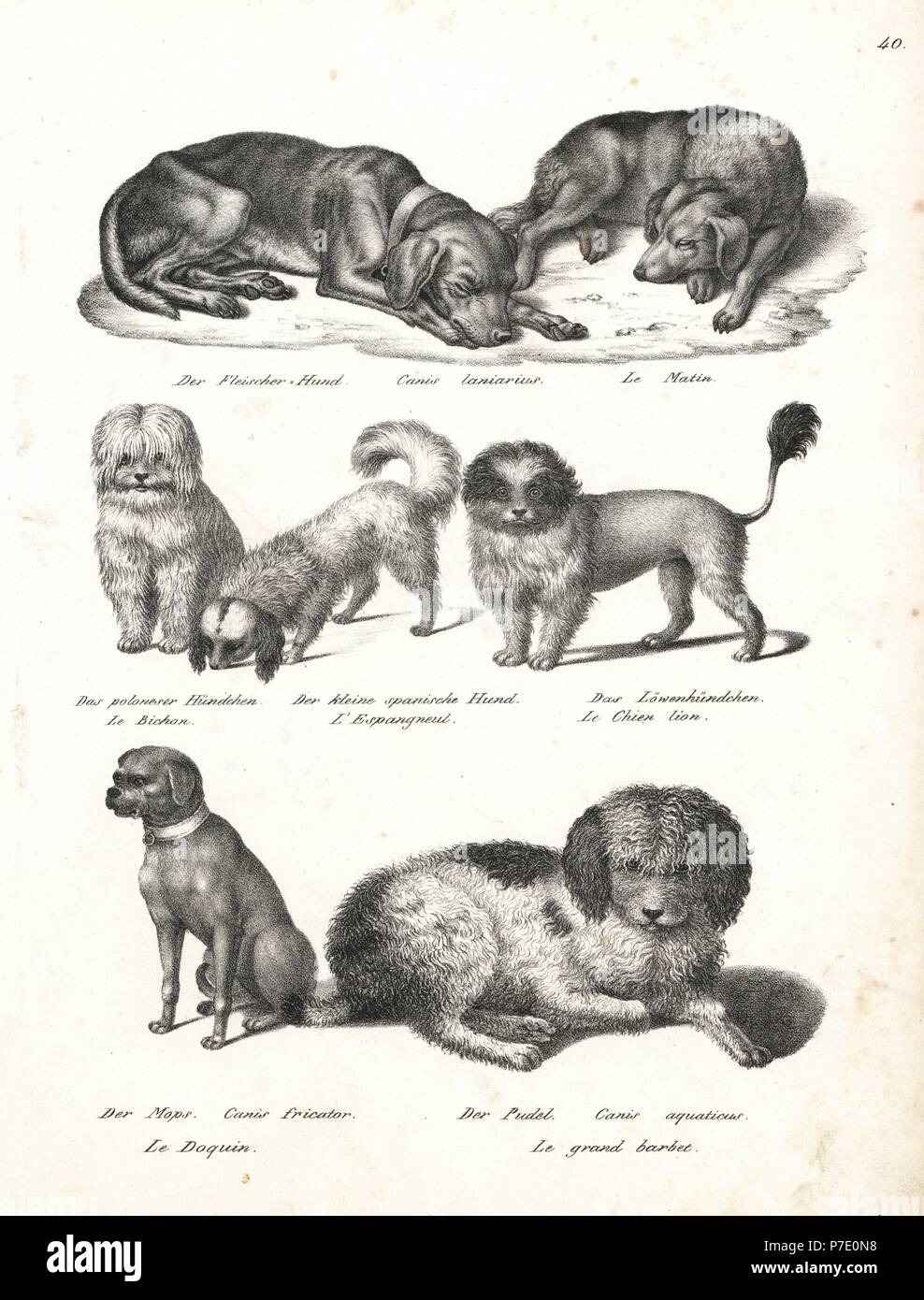 Lurcher or matin dog, Canis laniarius, Bichon, Spanish dog, Chow Chow, Pug dog, Canis fricator, and Poodle or water hunting dog, Canis aquaticus. Lithograph by Karl Joseph Brodtmann from Heinrich Rudolf Schinz's Illustrated Natural History of Men and Animals, 1836. Stock Photo