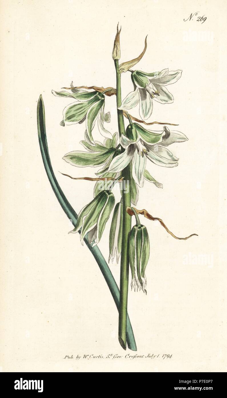 Drooping or Neapolitan star of Bethlehem, Ornithogalum nutans. Handcoloured copperplate engraving from William Curtis' Botanical Magazine, London, 1794. Stock Photo