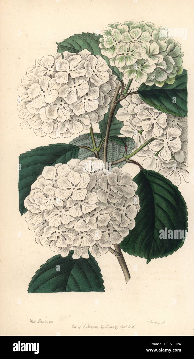 Japanese snowball bush or crimped gueldres rose, Viburnum plicatum. Handcoloured copperplate engraving by George Barclay after an illustration by Miss Sarah Drake from Edwards' Botanical Register, edited by John Lindley, London, Ridgeway, 1847. Stock Photo