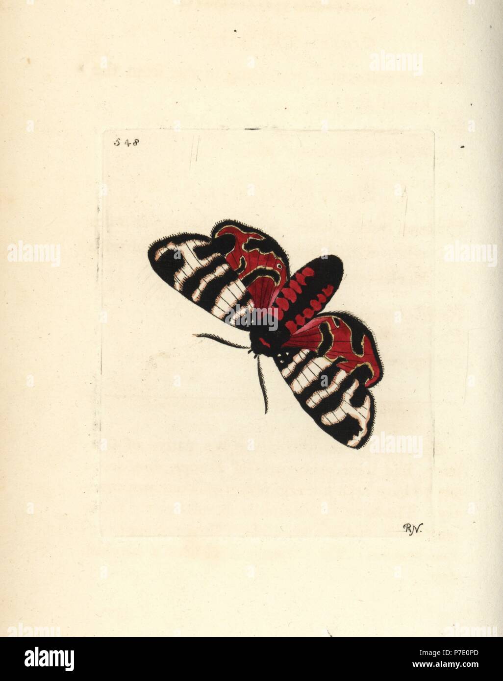 Hebe tiger moth, Eucharia festiva (Hebe moth, Phalaena hebe). Illustration drawn and engraved by Richard Polydore Nodder. Handcoloured copperplate engraving from George Shaw and Frederick Nodder's The Naturalist's Miscellany, London, 1802. Stock Photo
