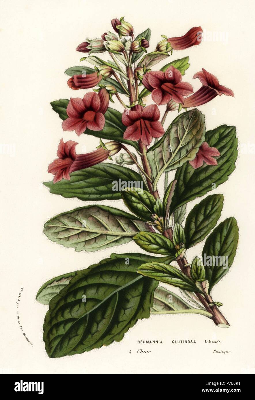 Di huang, Rehmannia glutinosa. Used in traditional Chinese herbal medicine. Handcoloured lithograph from Louis van Houtte and Charles Lemaire's Flowers of the Gardens and Hothouses of Europe, Flore des Serres et des Jardins de l'Europe, Ghent, Belgium, 1856. Stock Photo
