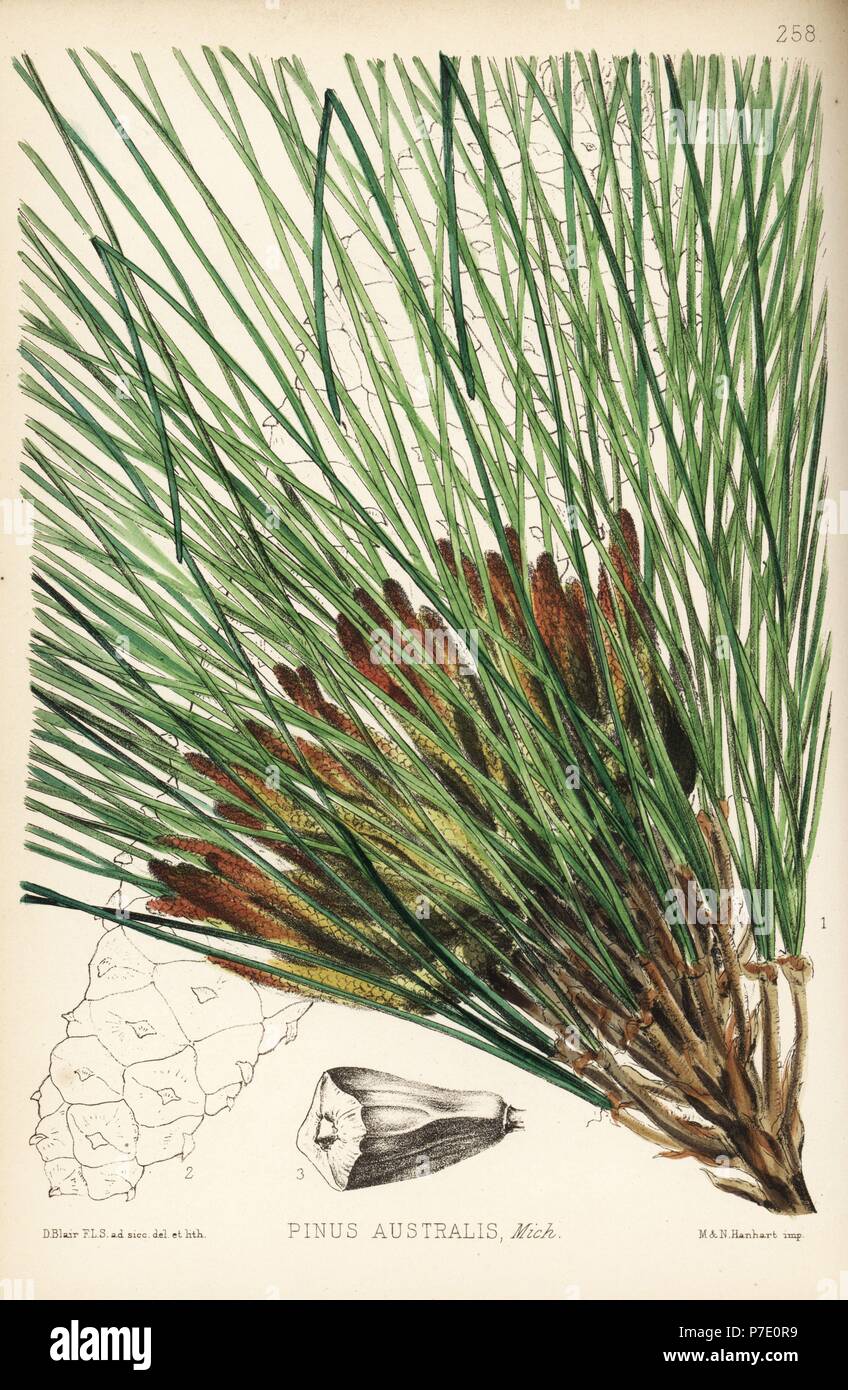 Longleaf pine, Pinus palustris (Broom pine, pitch pine or yellow pine, Pinus australis). Handcoloured lithograph by Hanhart after a botanical illustration by David Blair from Robert Bentley and Henry Trimen's Medicinal Plants, London, 1880. Stock Photo
