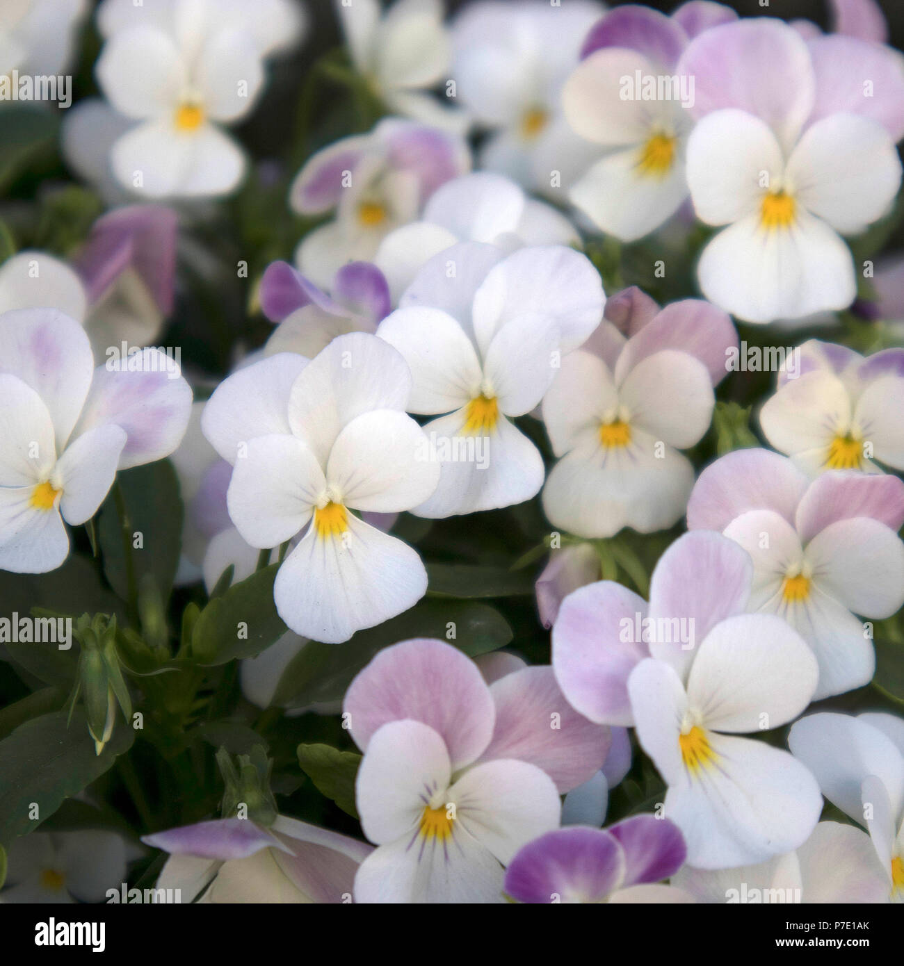 the background of flowers white and blue violets on the fields Stock Photo