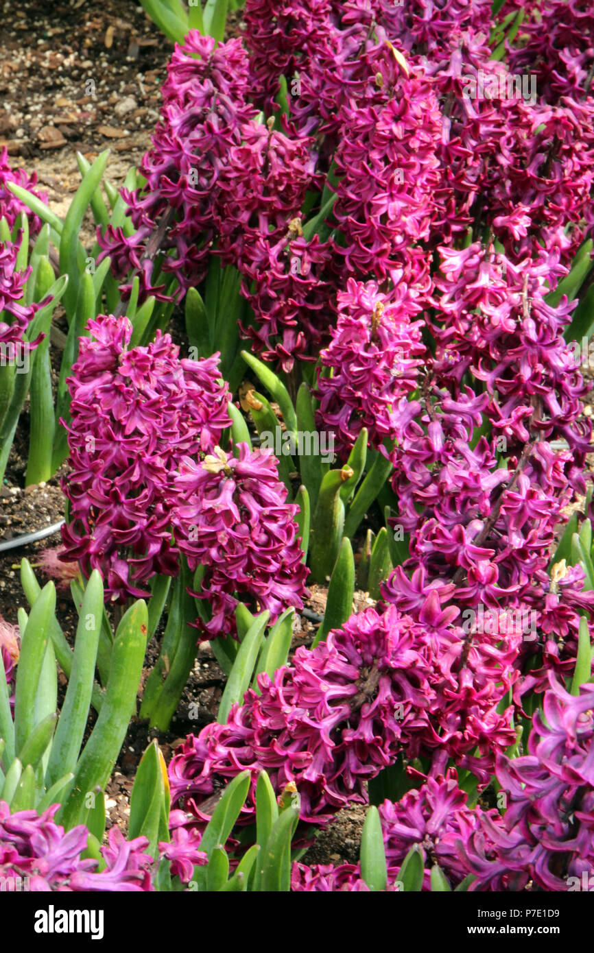 A cluster of purple Hyacinth flowers in full bloom in the spring in Illinois, USA Stock Photo