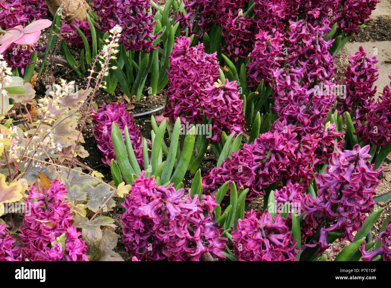 A cluster of purple Hyacinth flowers in full bloom growing with a Heucheras plant in a flower bed in the spring in Illinois, USA Stock Photo