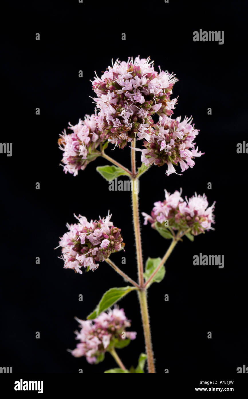 A single stem showing leaves and flowers of wild marjoram, Origanum vulgare photographed on a