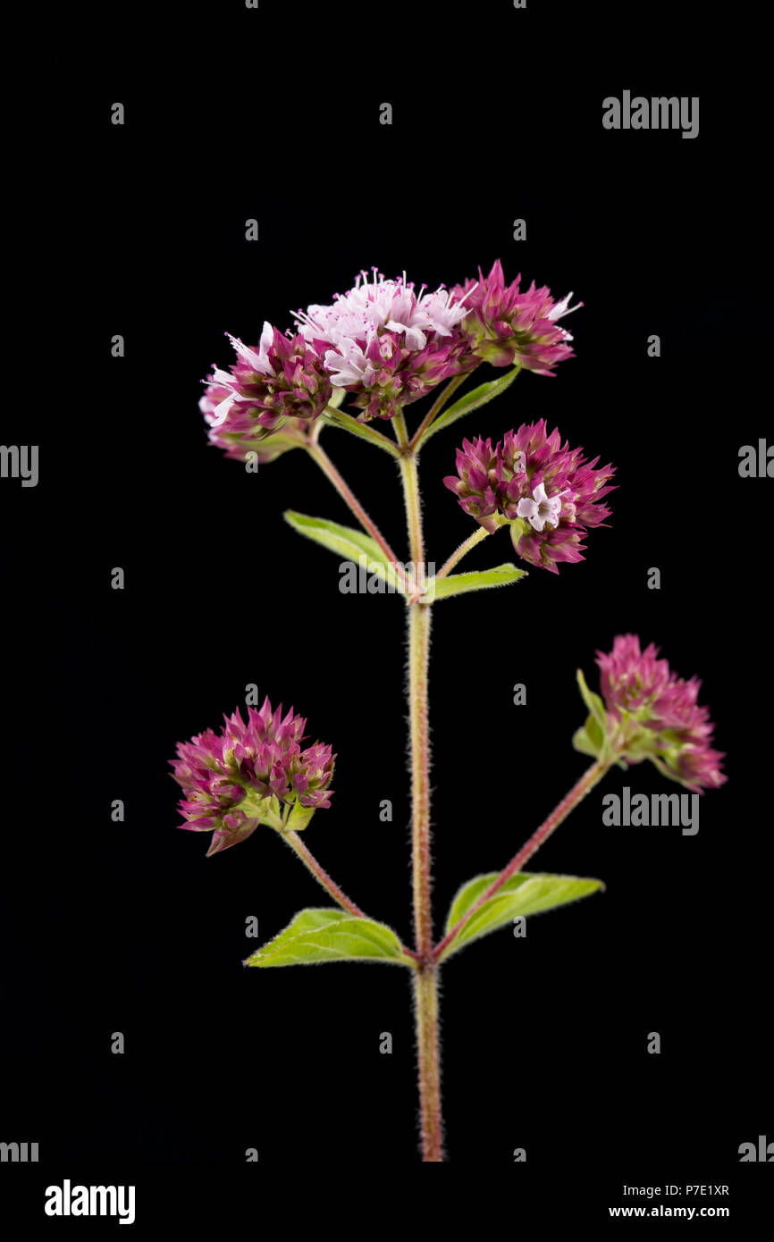 A single stem showing leaves and flowers of wild marjoram, Origanum vulgare photographed on a