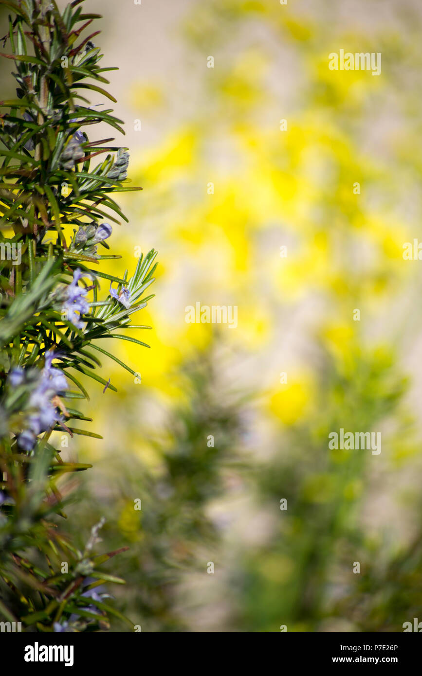 herb garden with rosemary and mustard plants Stock Photo Alamy
