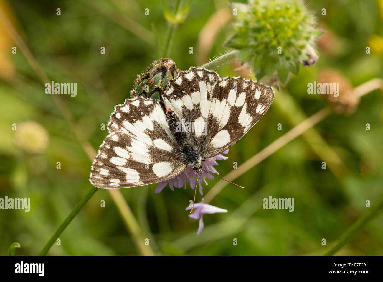 A marbled white butterfly, Melanargia galathea, on a humid day at Fontmell Down Nature Reserve Dorset England UK GB. Stock Photo