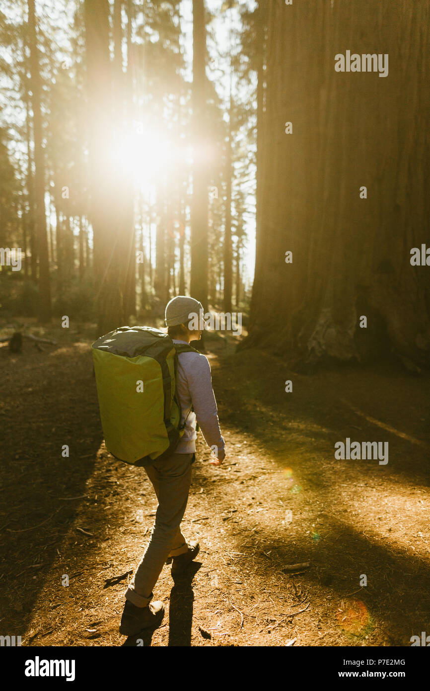 Hiker hiking among sequoia trees, Sequoia National Park, California, USA Stock Photo