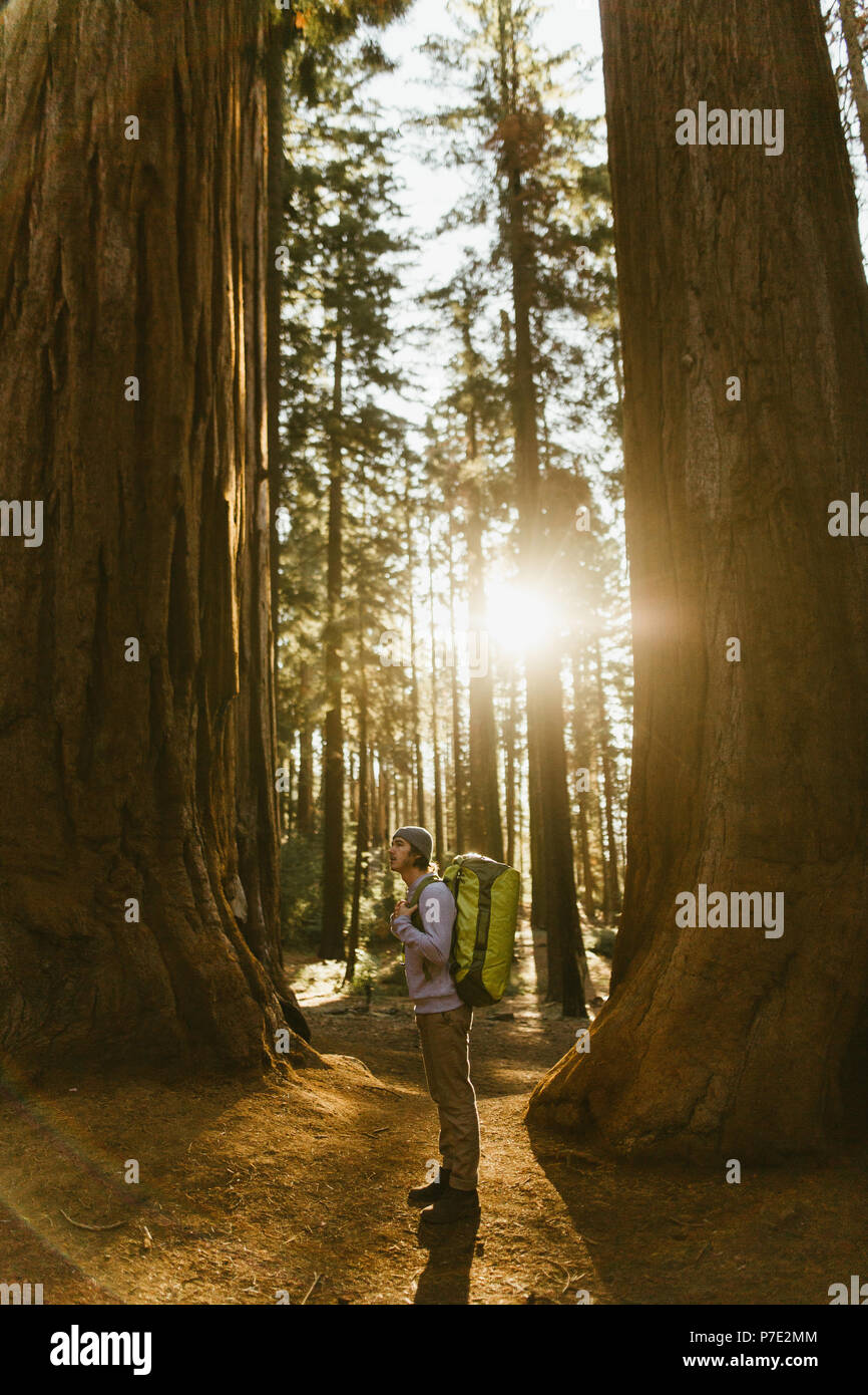 Hiker hiking among sequoia trees, Sequoia National Park, California, USA Stock Photo