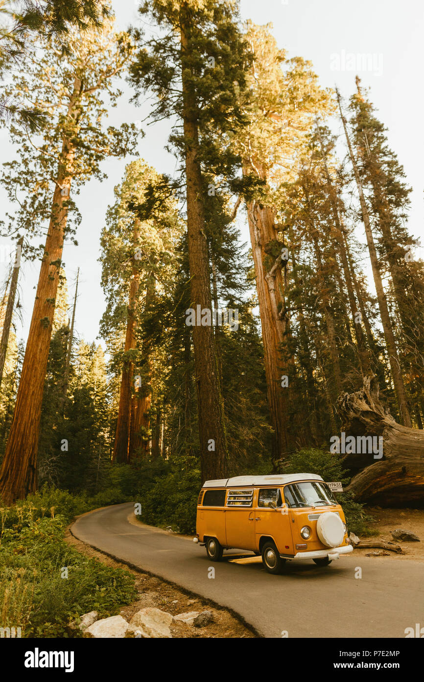 Man driving camper van on sequoia tree lined road, Sequoia National Park, California, USA Stock Photo