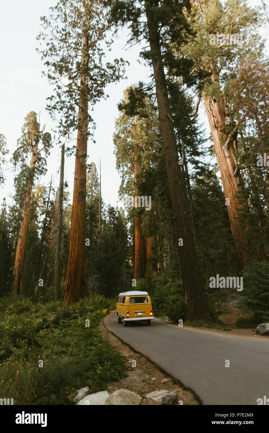 Camper van driving on sequoia tree lined road, Sequoia National Park, California, USA Stock Photo