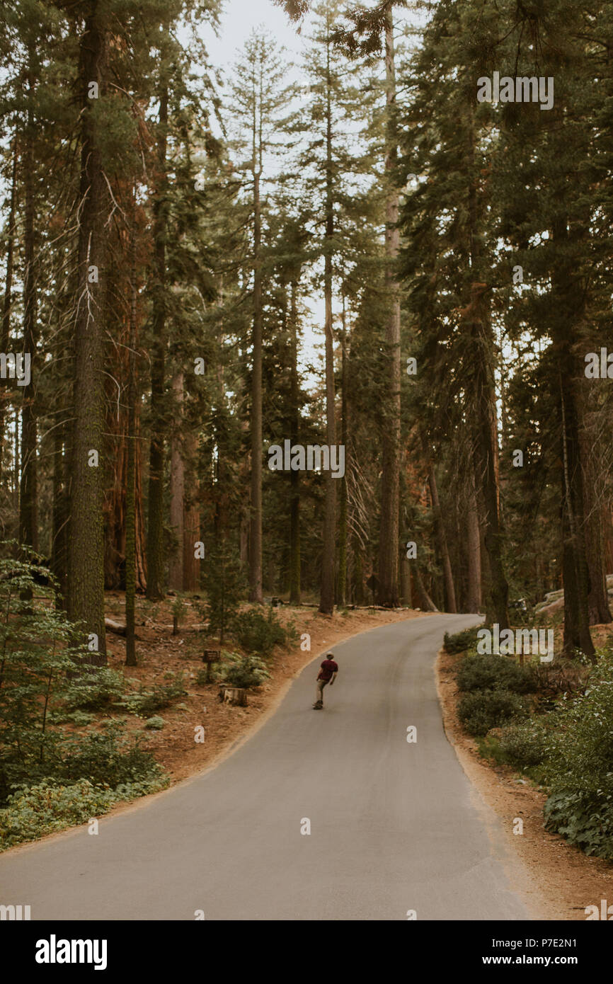 Skateboarder skateboarding on sequoia tree lined road, Sequoia National Park, California, USA Stock Photo