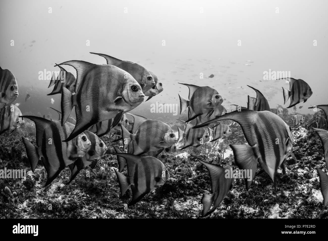 Schooling Atlantic spadefish, Puerto Morelos, Quintana Roo, Mexico Stock Photo