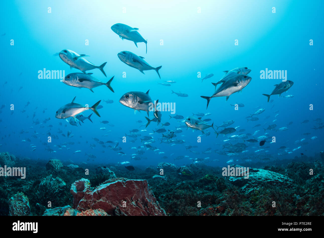 Schooling Bigeye jacks around reef structure, Puerto Morelos, Quintana Roo, Mexico Stock Photo