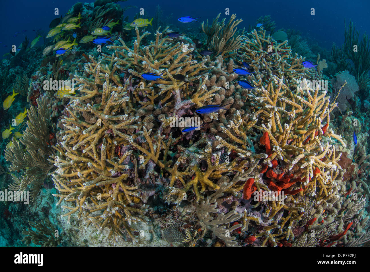 Staghorn coral and colorful fish, Puerto Morelos, Quintana Roo, Mexico Stock Photo