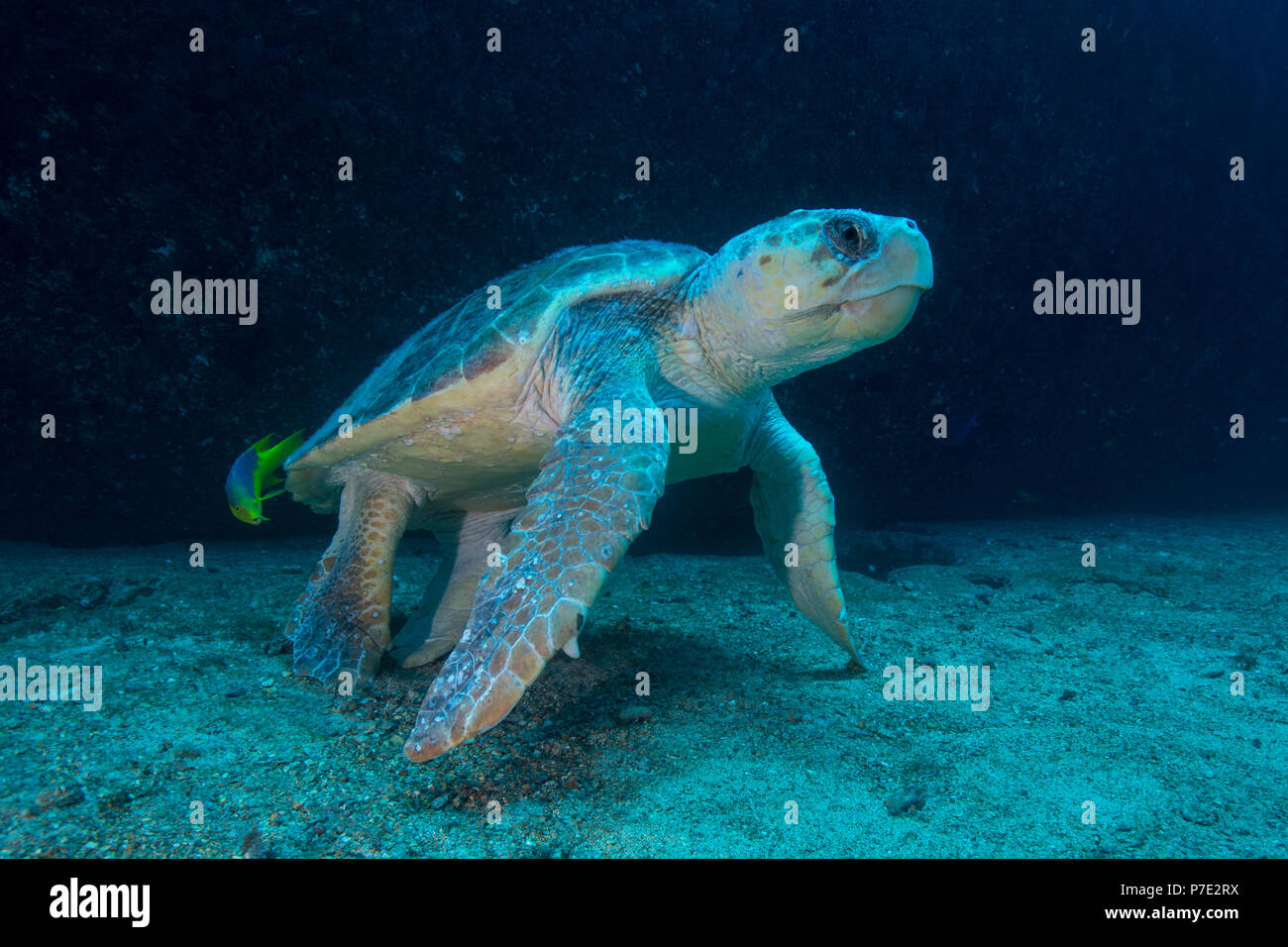 Large Loggerhead turtle gets cleaned of parasites by fish, Isla Mujeres, Quintana Roo, Mexico Stock Photo