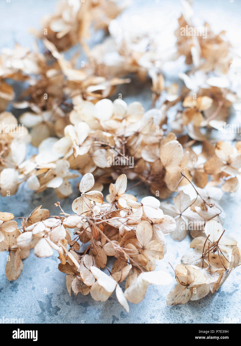 Close up of dried hydrangea flowers Stock Photo