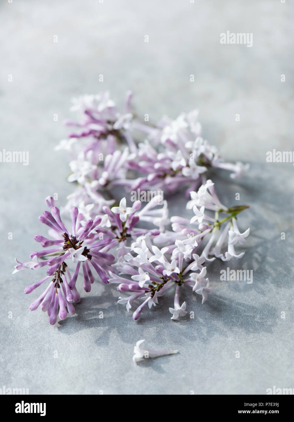 Lilac flowers on grey background Stock Photo
