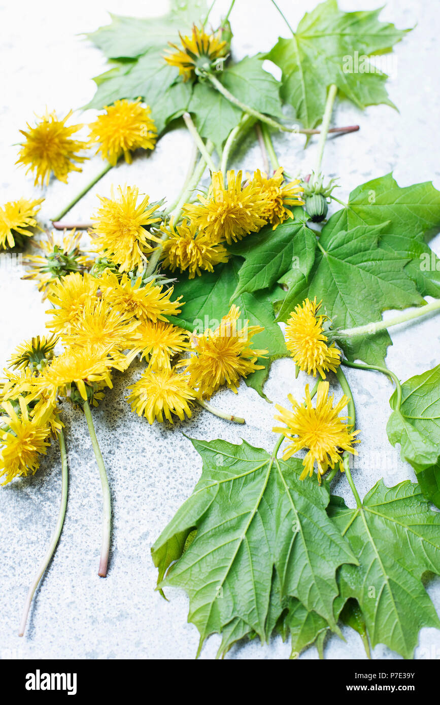 Cut yellow dandelions and leaves Stock Photo