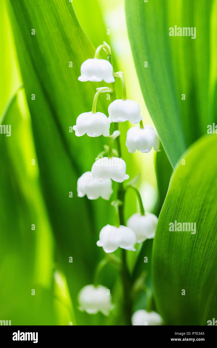 Lily of the valley flowers, close up Stock Photo