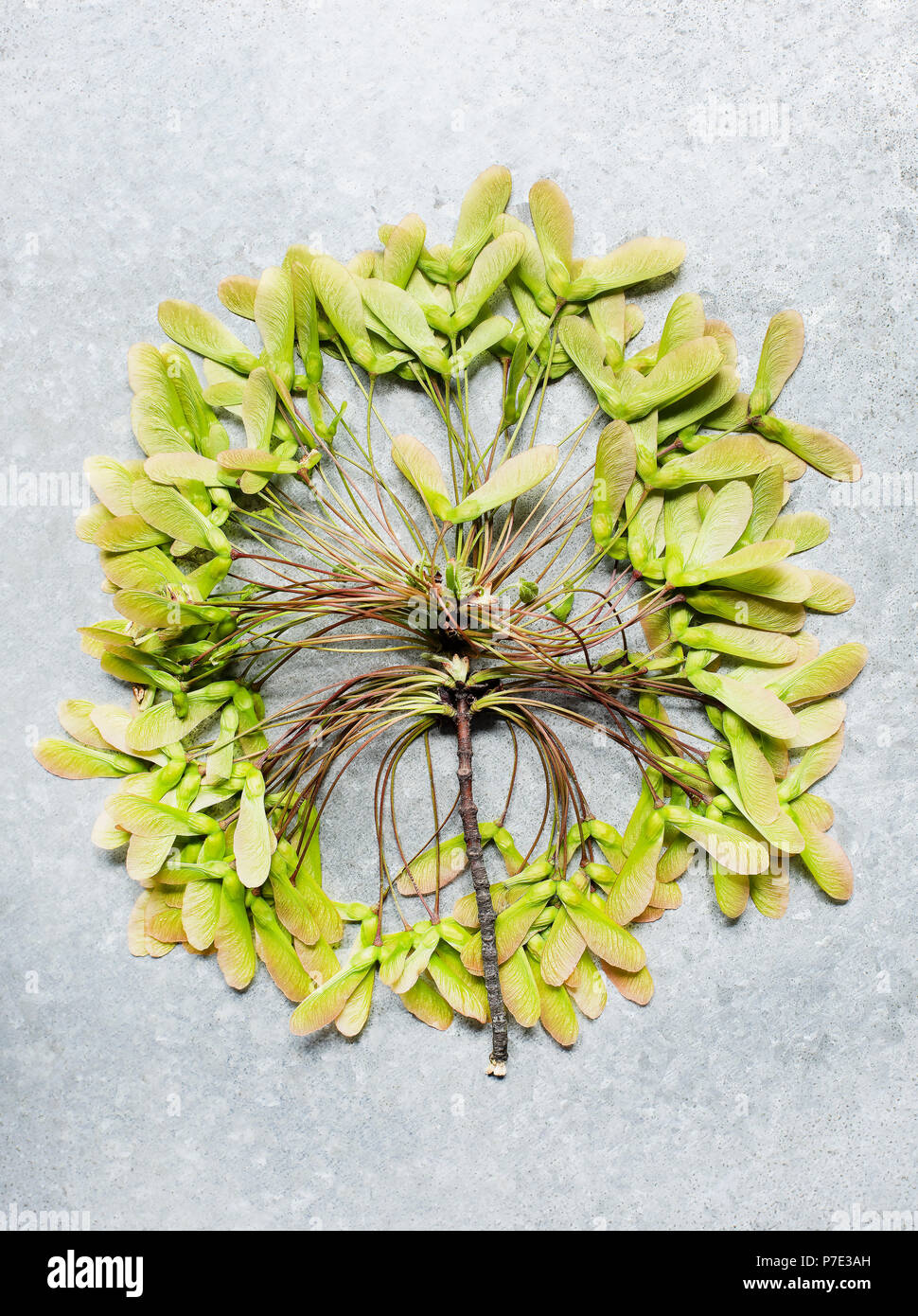 Circle of leaves on twig, overhead view Stock Photo