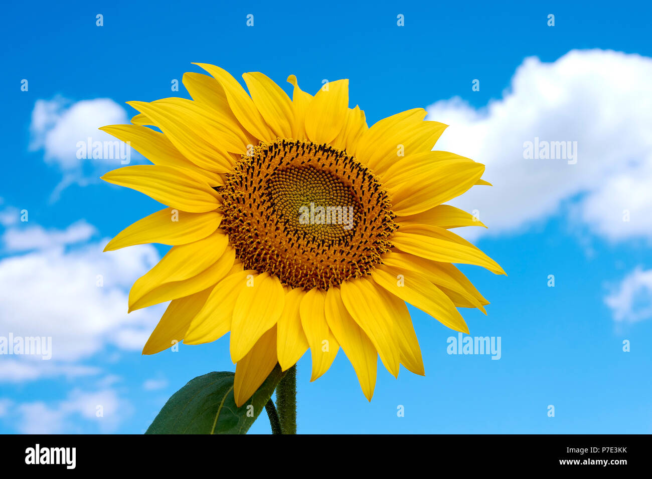 Close-up photo of a sunflower in a field with a blue sky with clouds in ...