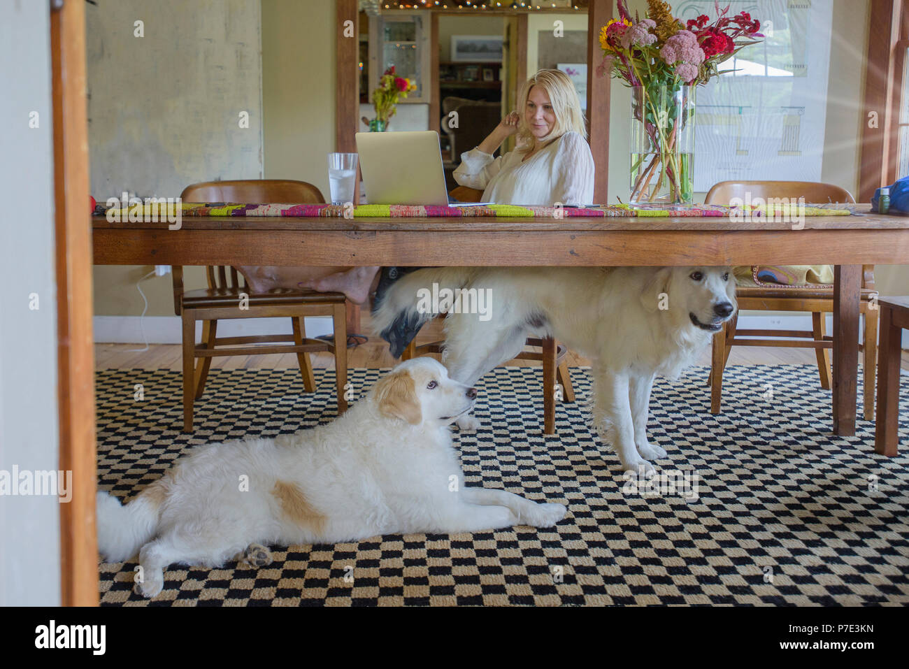 Woman With Dogs At Desk Using Laptop Computer Stock Photo