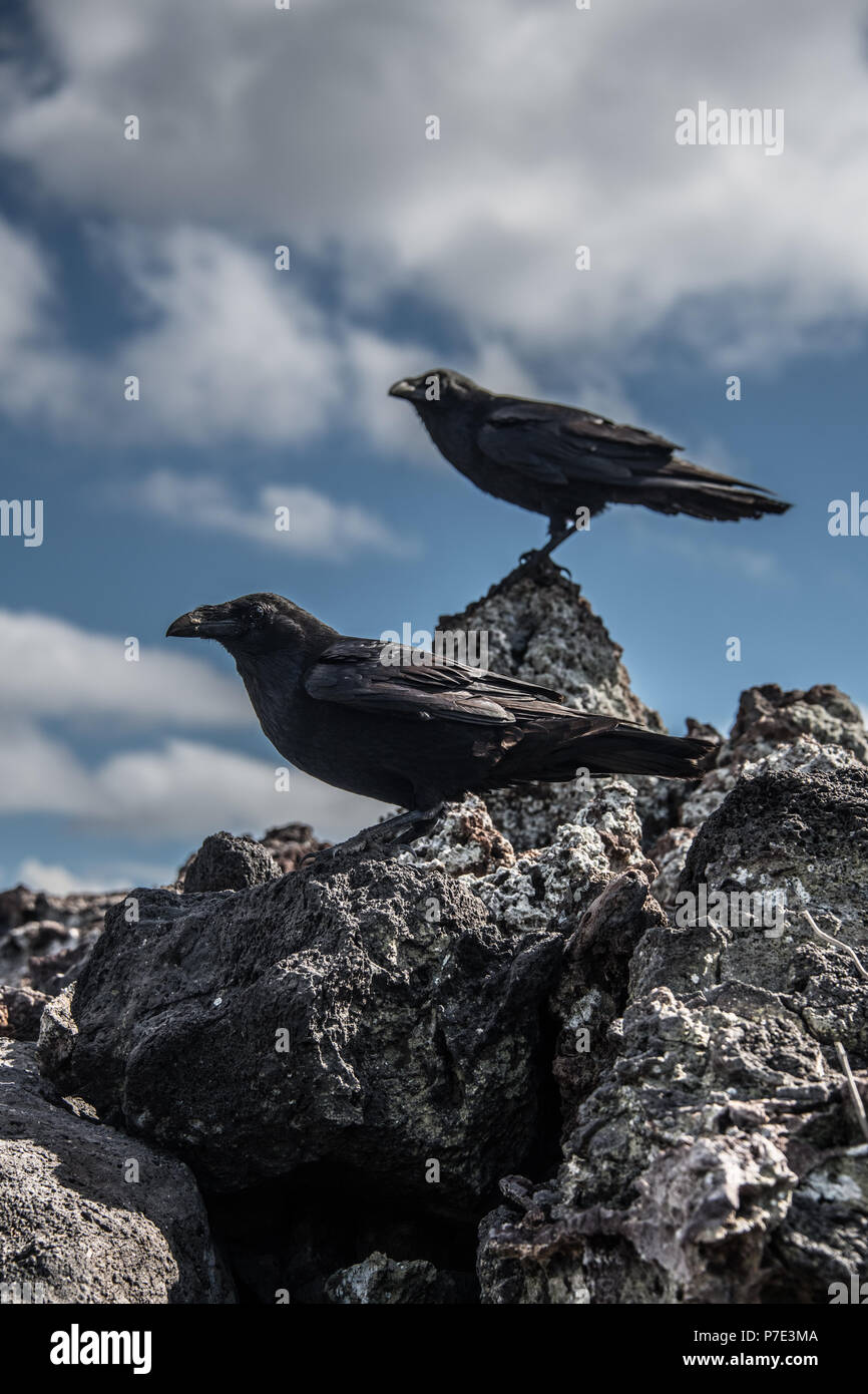 Crows on rocks, Revillagigedo, Tamaulipas, Mexico Stock Photo