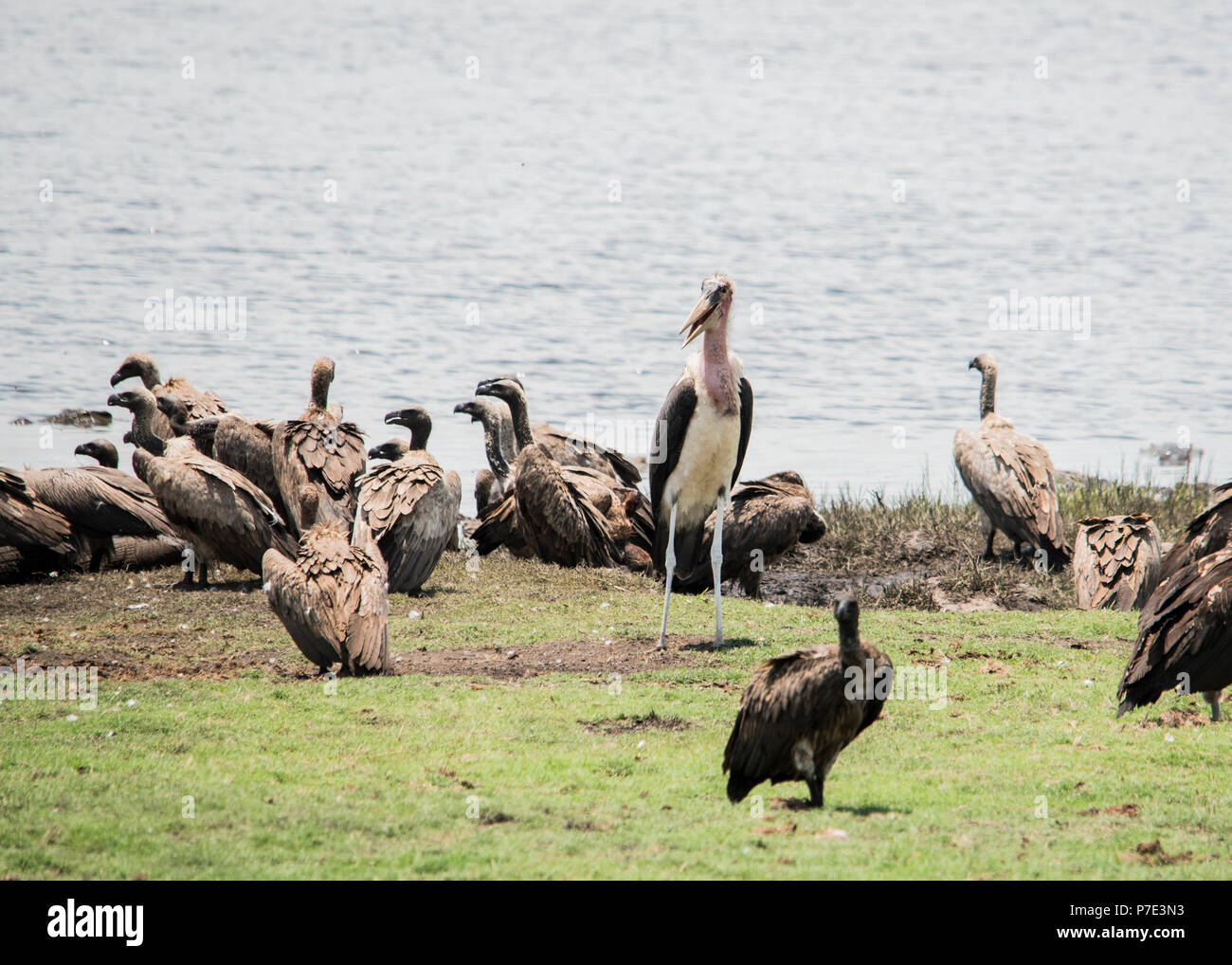 Flock of birds on rocks by water, Chobe National Park, Botswana Stock ...