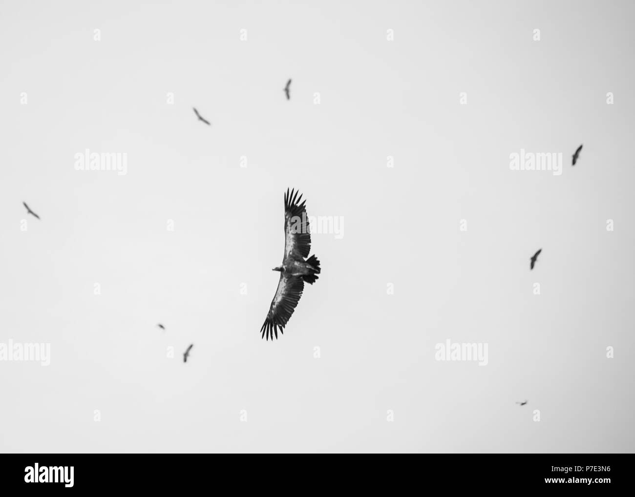 Birds of chobe national park Black and White Stock Photos & Images - Alamy