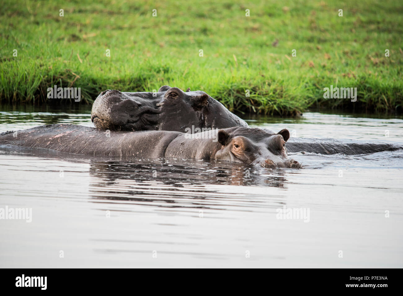 Hippopotamus wallowing in water, Chobe National Park, Botswana Stock Photo