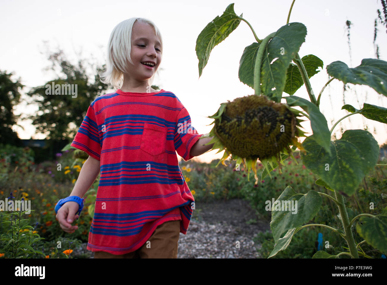 Blond haired boy in garden looking at drooping sunflower seedhead Stock Photo