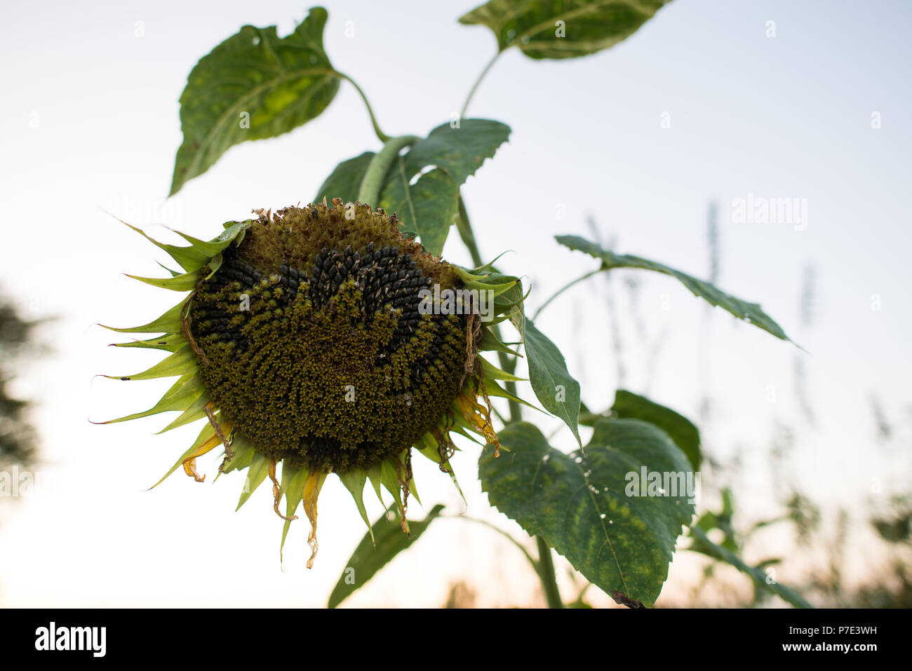 Drooping sunflower hires stock photography and images Alamy