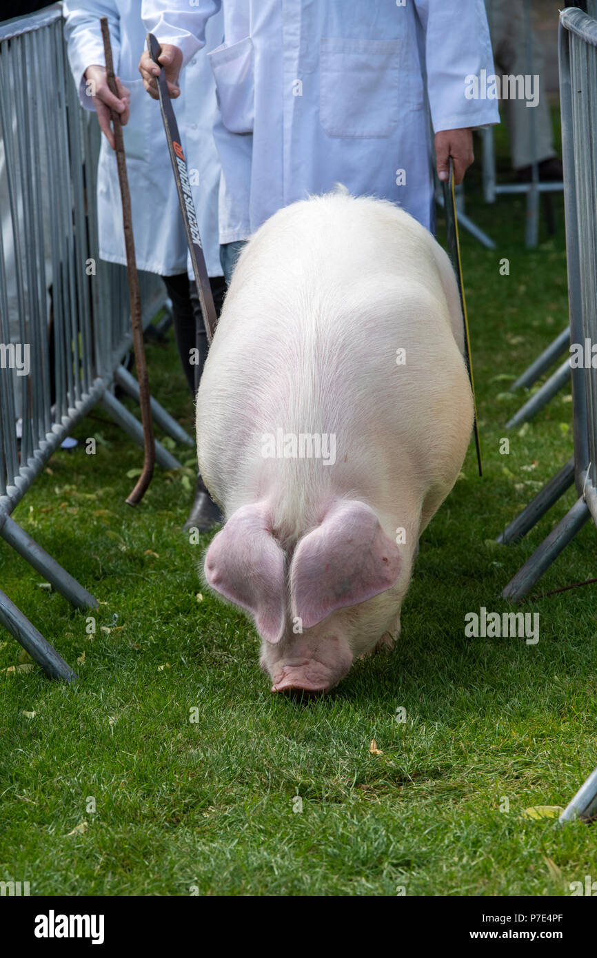 Sus scrofa domesticus. Pig being shown at an Agricultural show. UK Stock Photo
