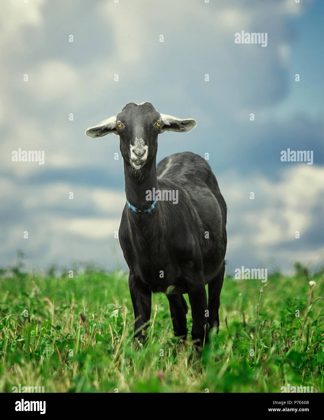 Portrait of a funny black goat on the meadow Stock Photo