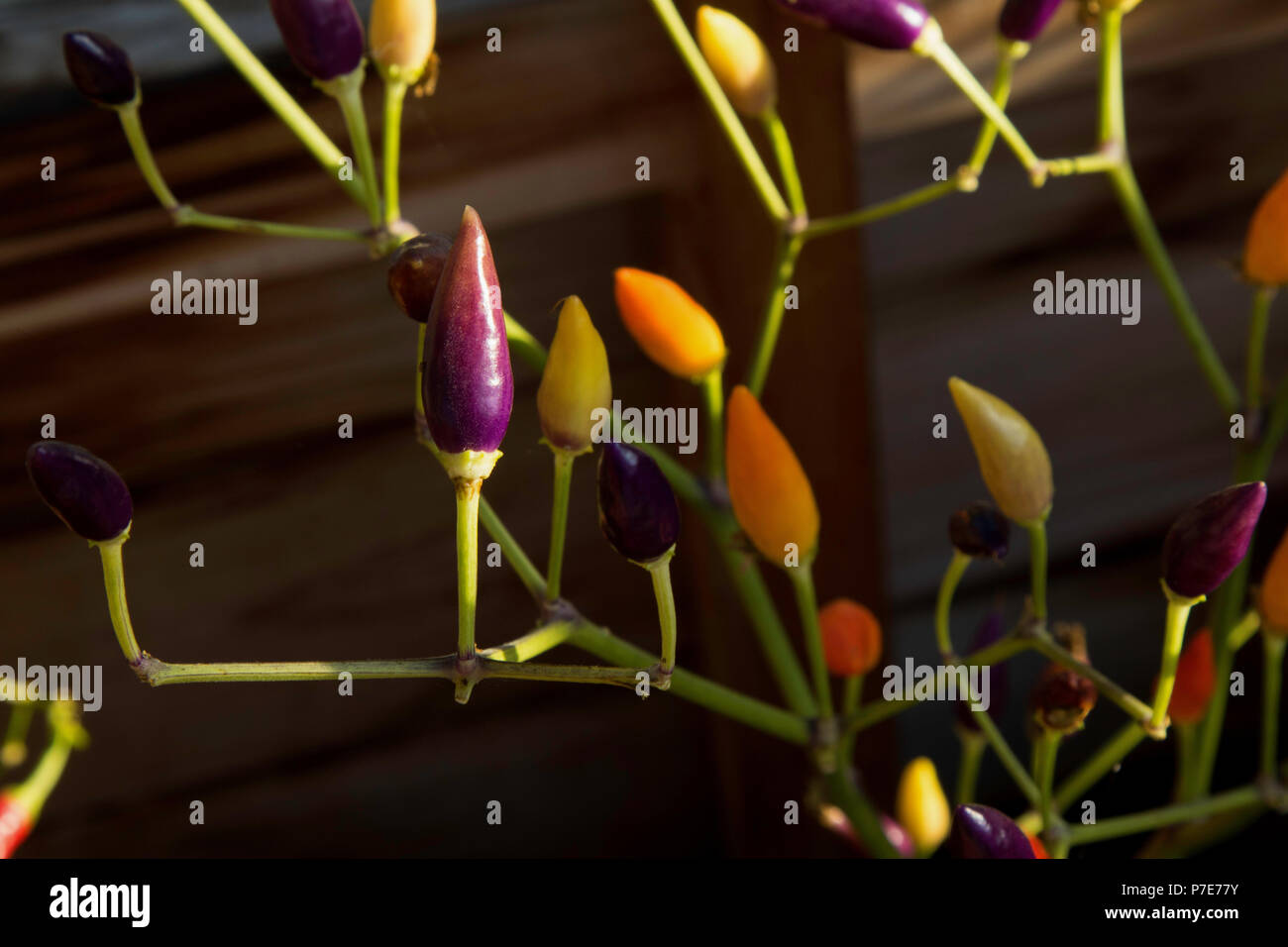 Orange colour chillies hi-res stock photography and images - Alamy