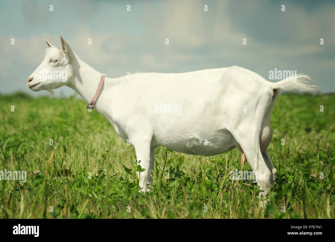 Portrait of a white goat on the meadow Stock Photo