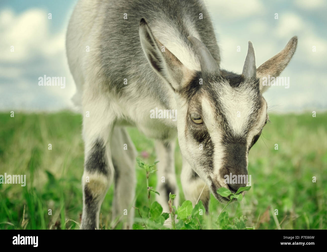 Portrait of a funny goat on the meadow Stock Photo