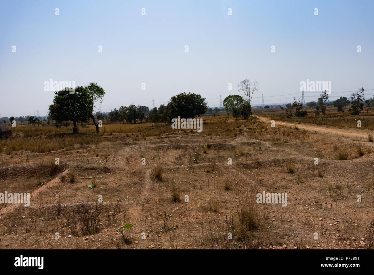 Dry Paddy Field After Harvest Close View Of Paddy Straw Forest Trees In The Background Stock 