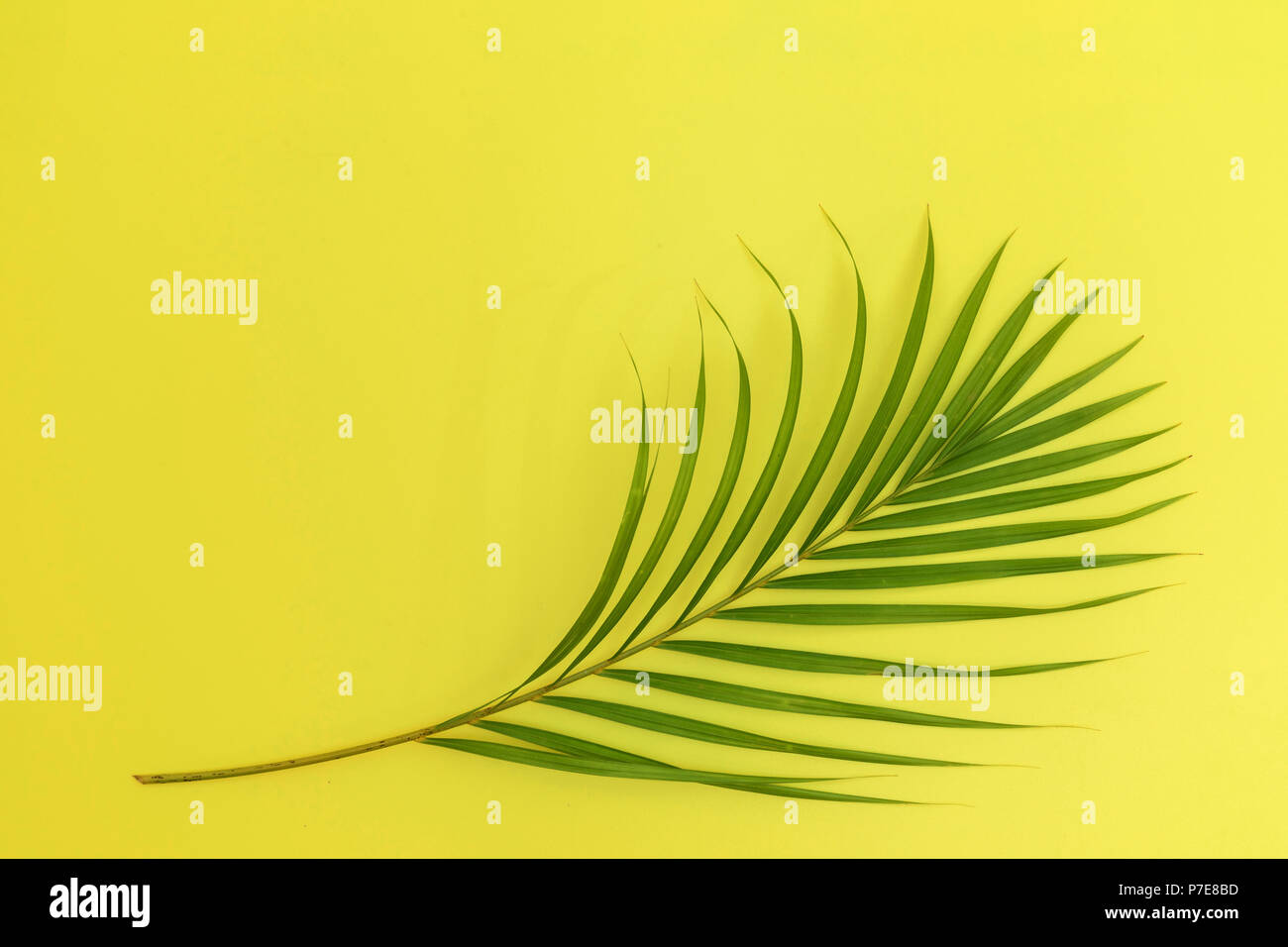 Still life colour photo palm leaf on yellow background top view Stock ...