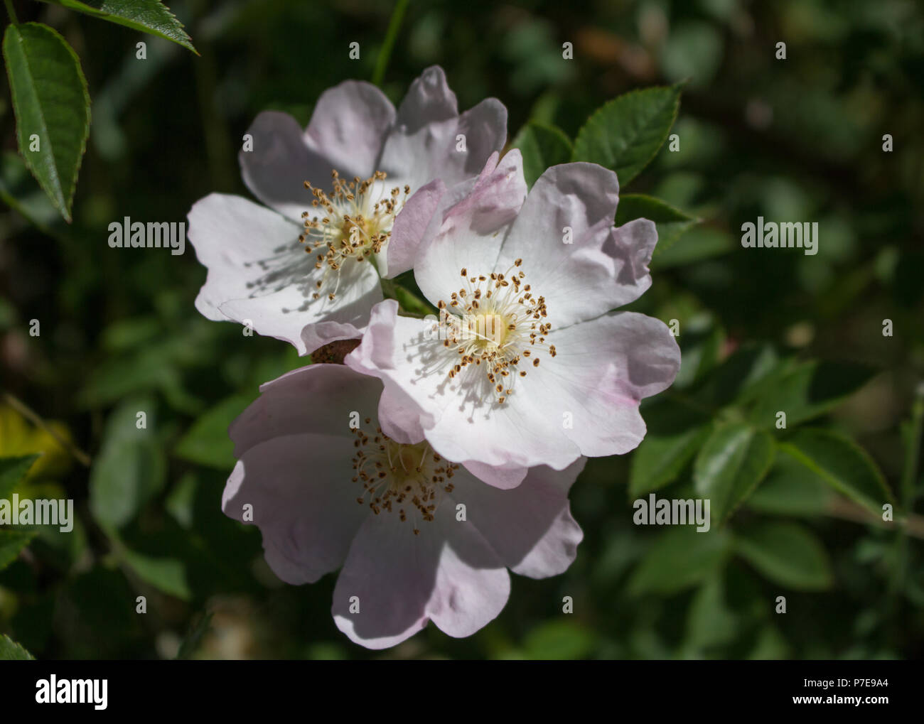 Evergreen rose hires stock photography and images Alamy