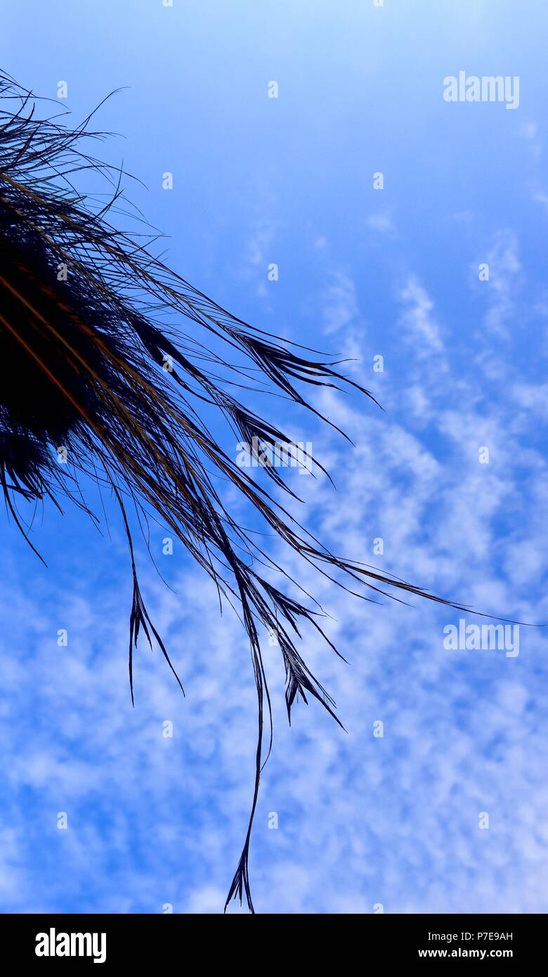 Peacock feathers against a blue sky Stock Photo